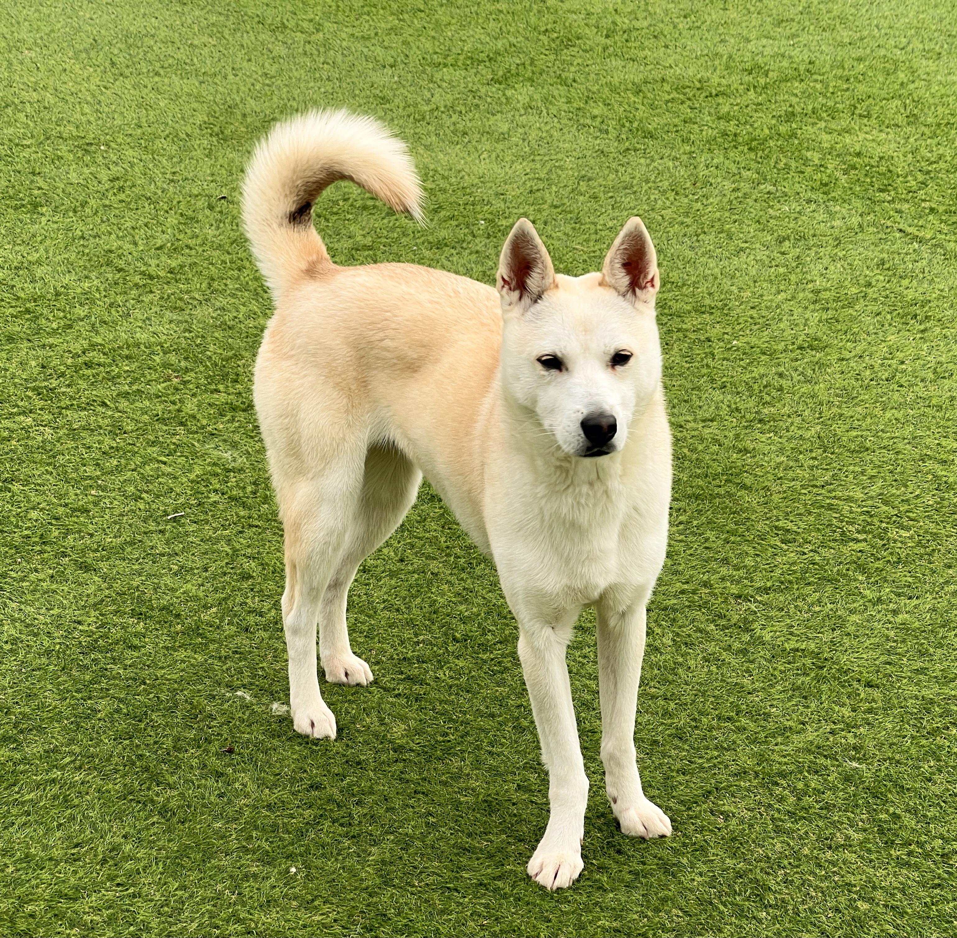 Prime Rose- Lovely Girl-20 lbs. of Love, Adopted, Adult Female Jindo.