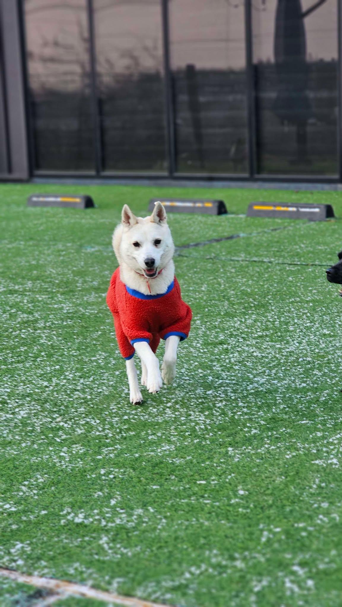 Prime Rose- Lovely Girl-20 lbs. of Love, a Adopted mixed breed in Elma, WA image 5/5