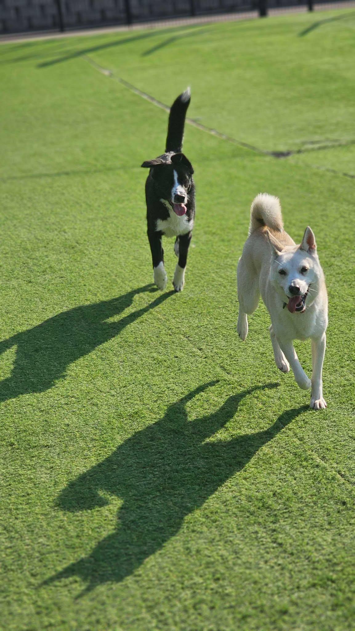 Prime Rose- Lovely Girl-20 lbs. of Love, a Adopted mixed breed in Elma, WA image 3/5