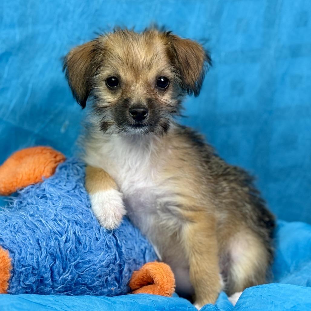 Enlarge Chicklet: Tiny and Sweet, an adopted mixed breed in Austin, TX image 2/6