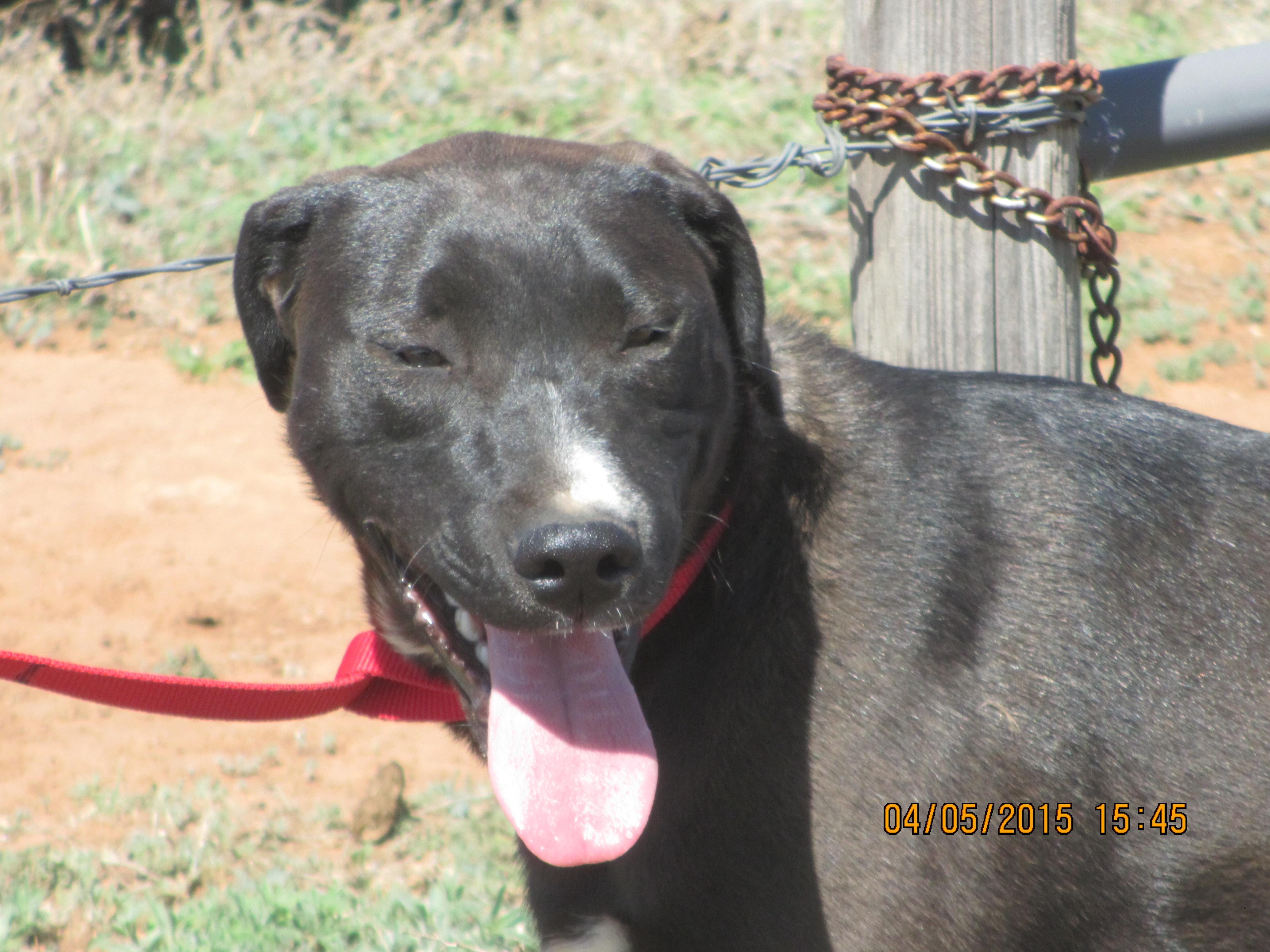 Alyssa, a Adoptable Labrador Retriever in Anton, TX image 1/3