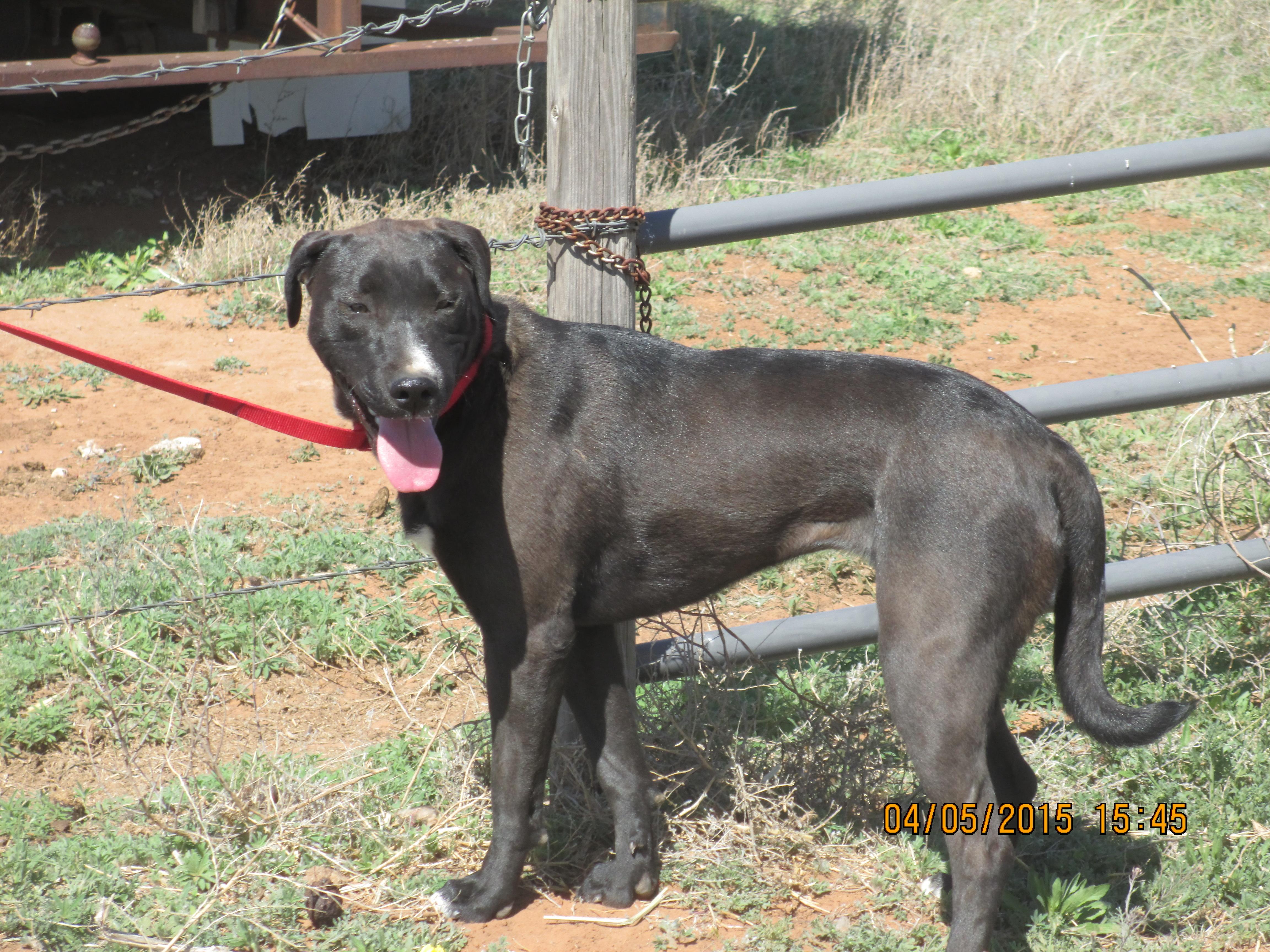 Alyssa, a Adoptable Labrador Retriever in Anton, TX image 2/3