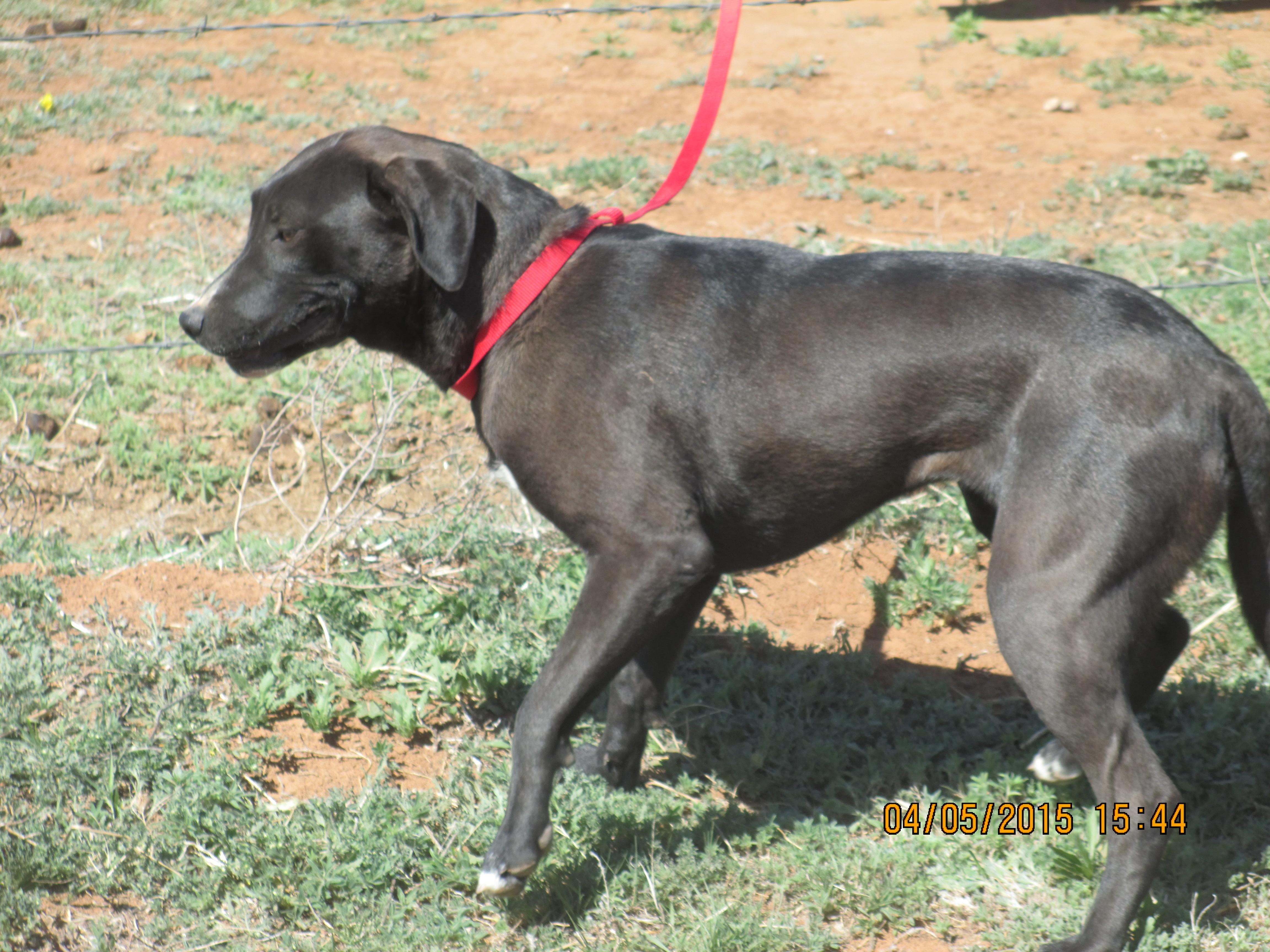 Alyssa, a Adoptable Labrador Retriever in Anton, TX image 3/3