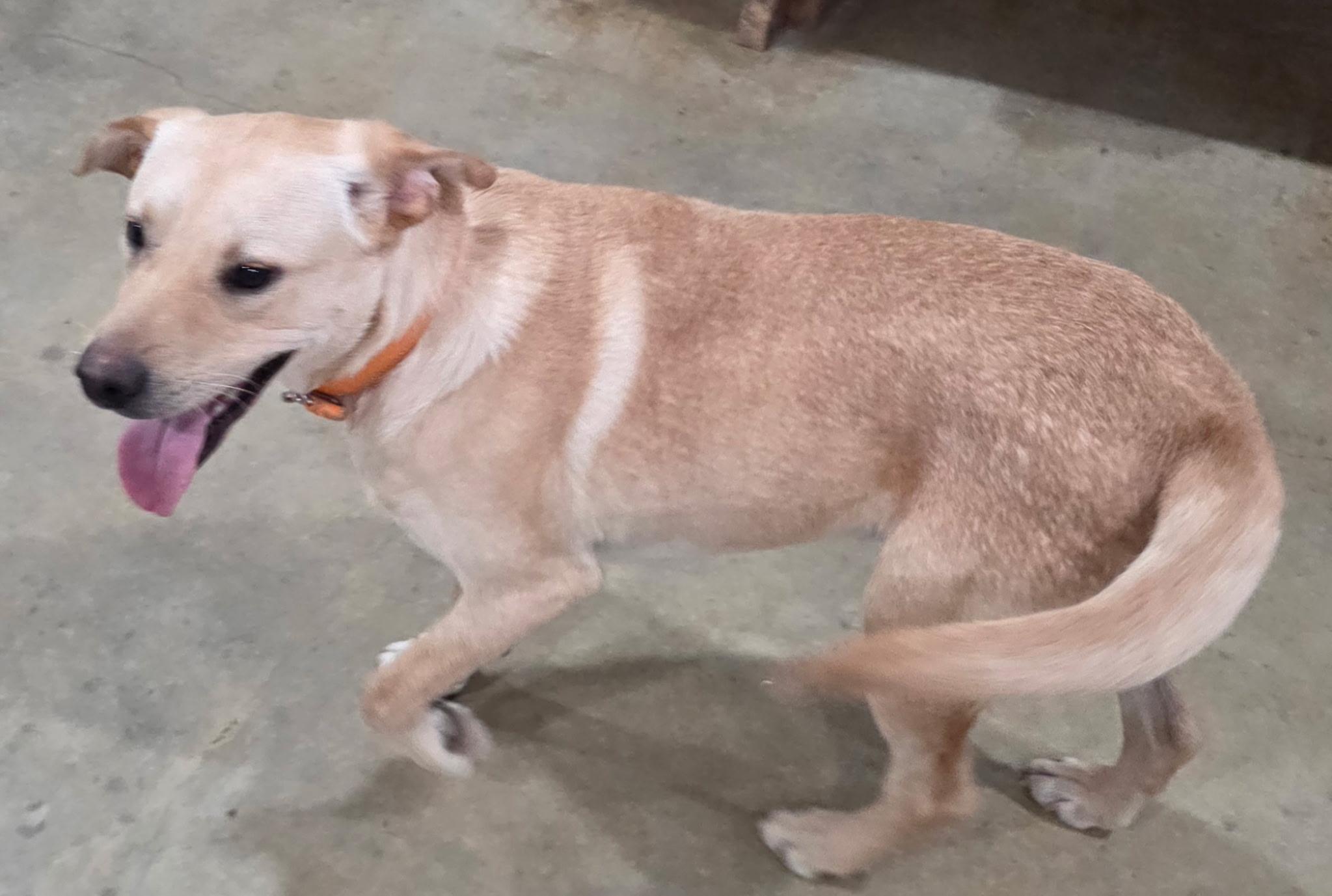 Enlarge Oakley, a Adoptable mixed breed in Melbourne, AR image 5/6