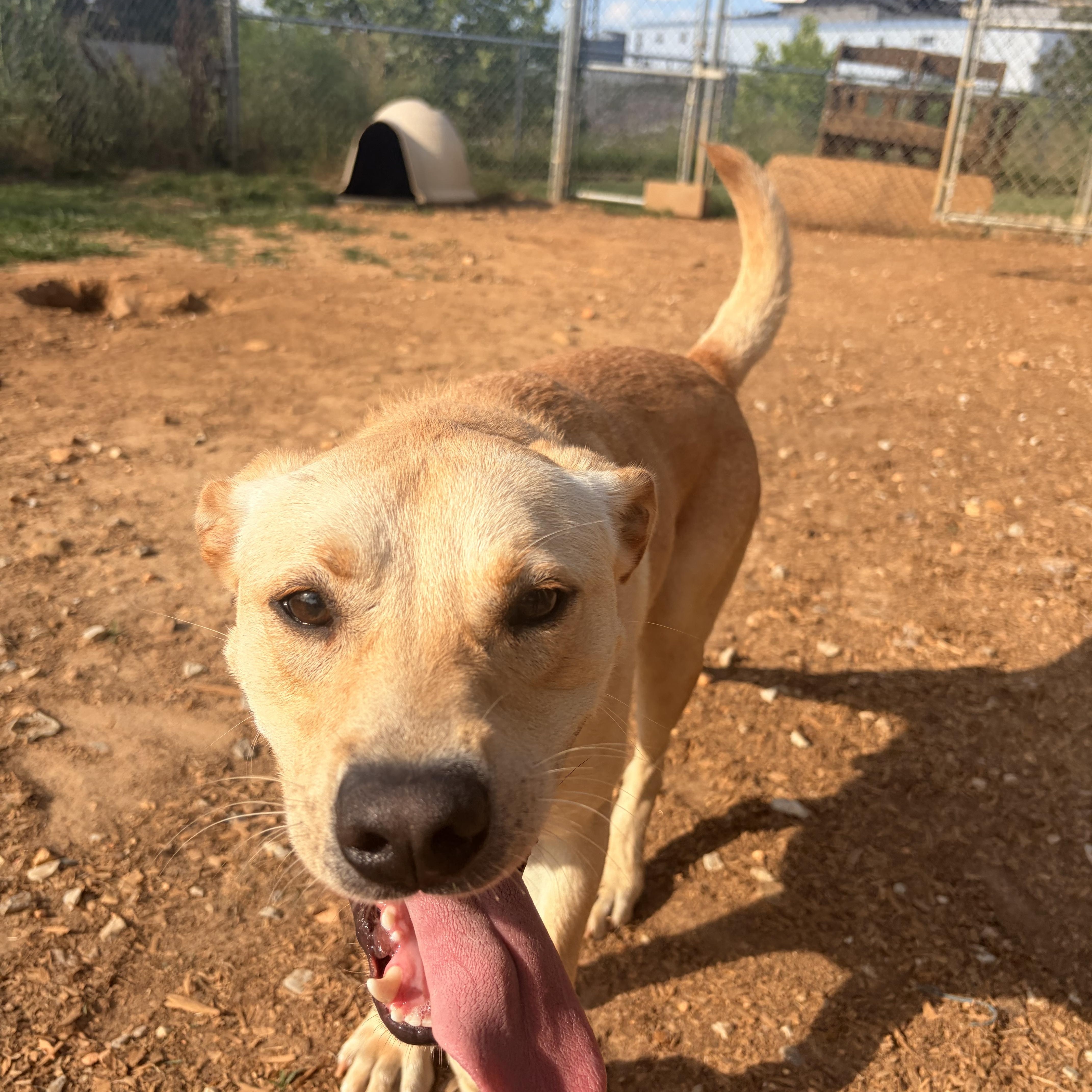 Oakley, Adoptable, Young Male Yellow Labrador Retriever & Hound.