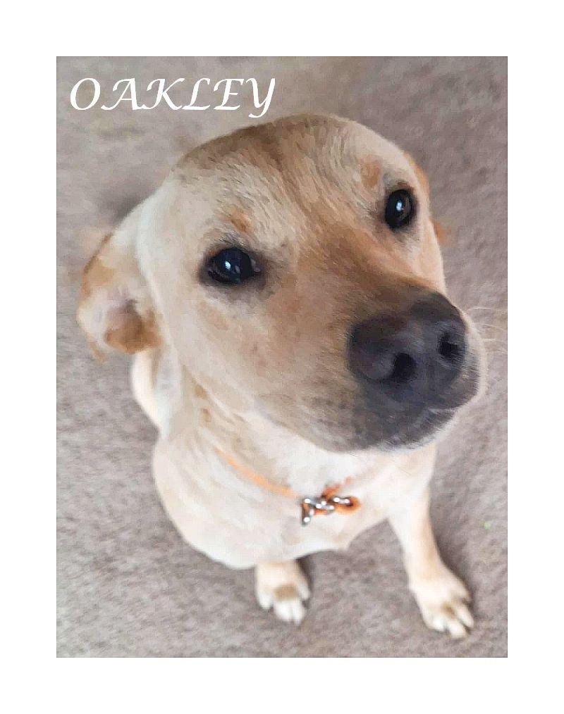 Enlarge Oakley, a Adoptable mixed breed in Melbourne, AR image 3/6