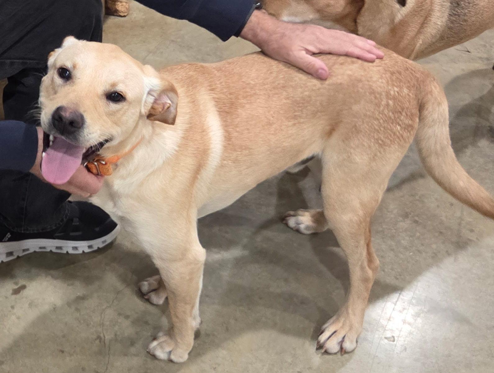 Enlarge Oakley, a Adoptable mixed breed in Melbourne, AR image 4/6