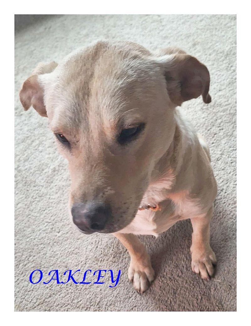 Enlarge Oakley, a Adoptable mixed breed in Melbourne, AR image 2/6