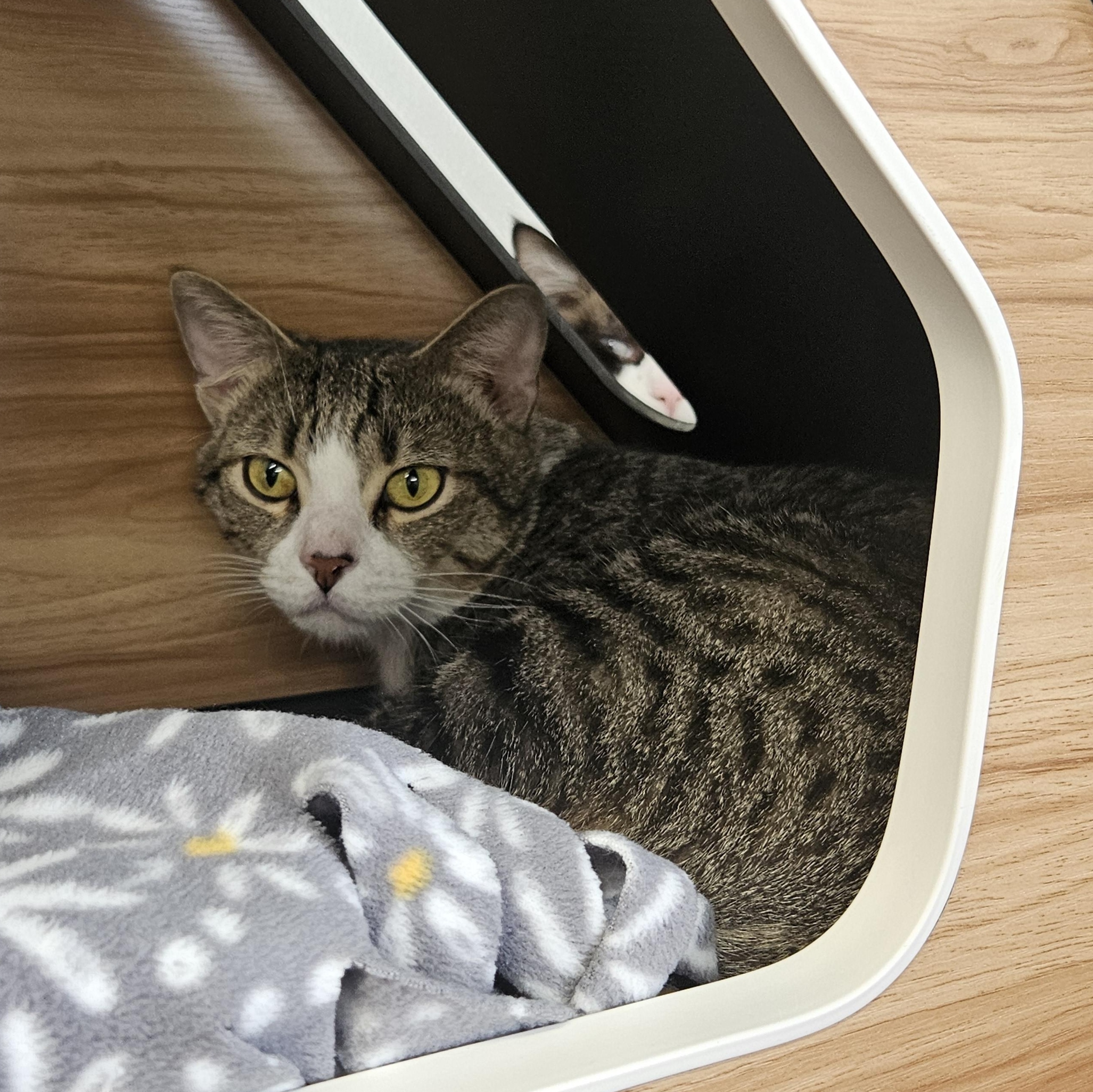 Noodle - At Petsmart, adopted, Young Male Domestic Short Hair.