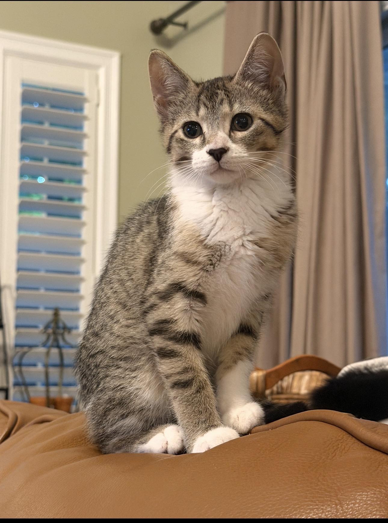 Pinky, a Adoptable mixed breed in Rochester Hills, MI image 2/6