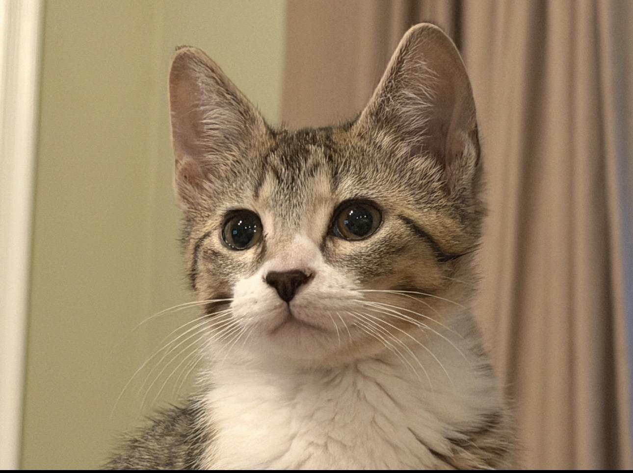 Pinky, a Adoptable mixed breed in Rochester Hills, MI image 1/6