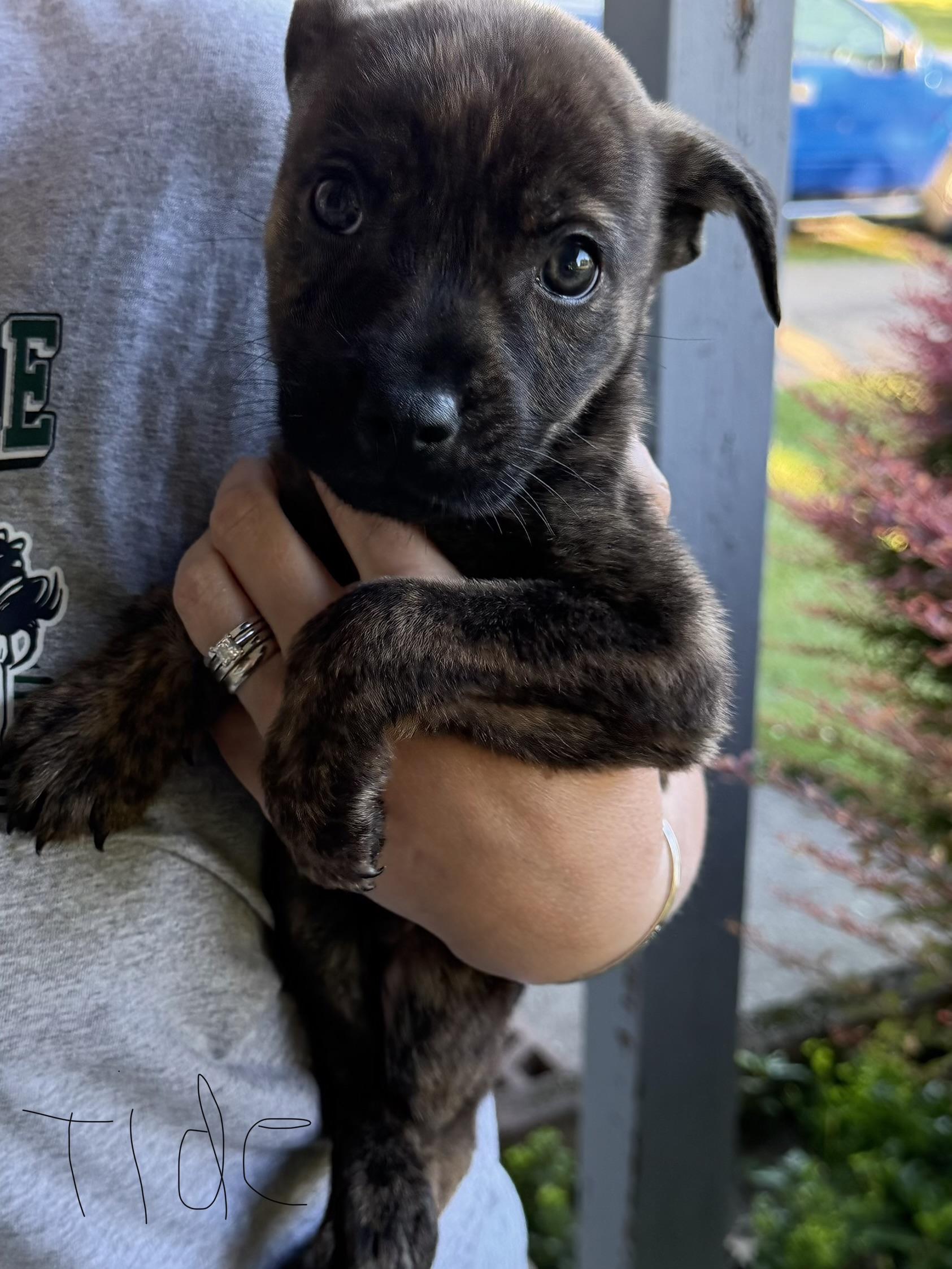 Tide, a ADOPTABLE mixed breed in Seville, OH image 2/2