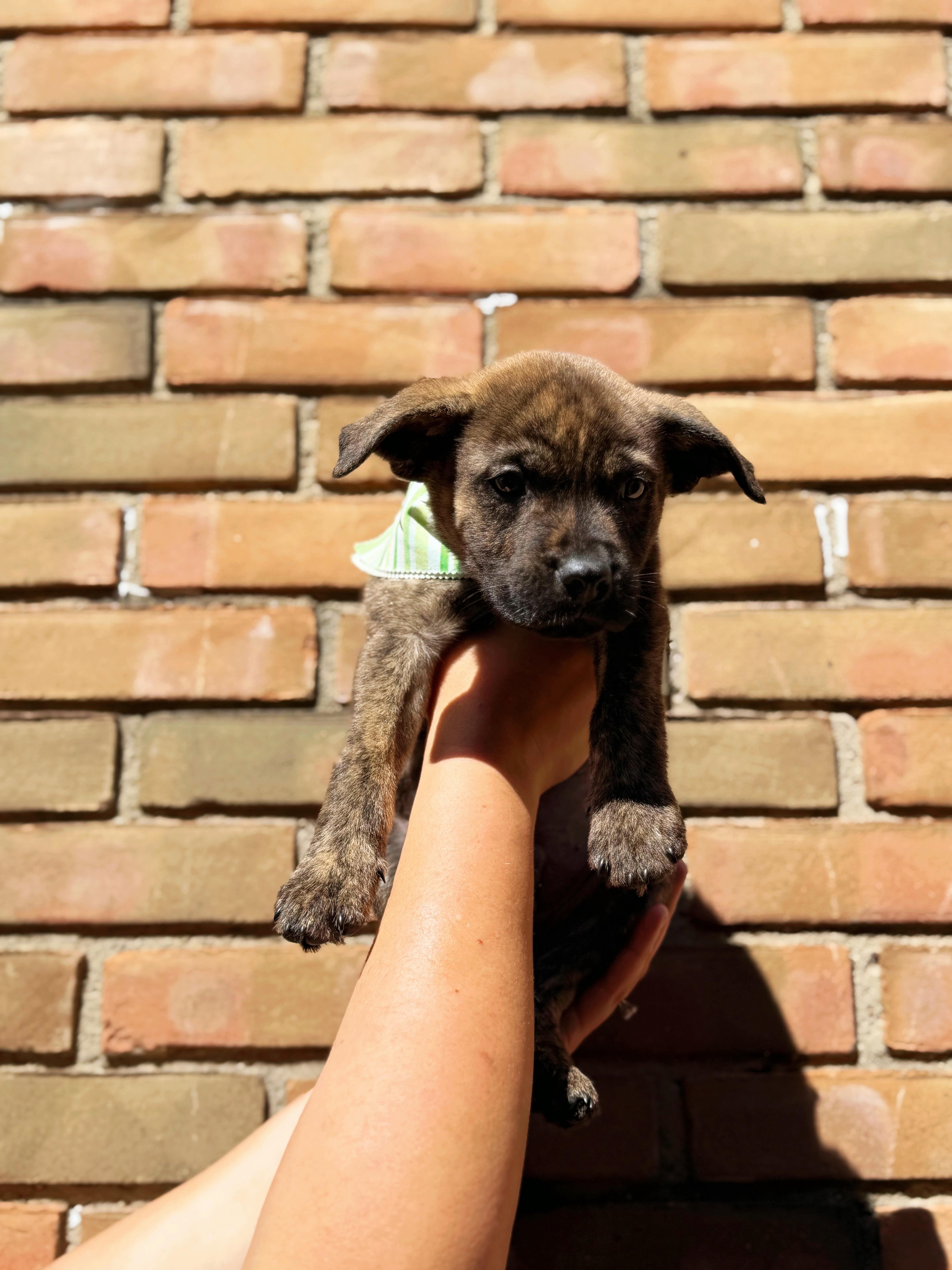 Tide, a ADOPTABLE mixed breed in Seville, OH image 1/2