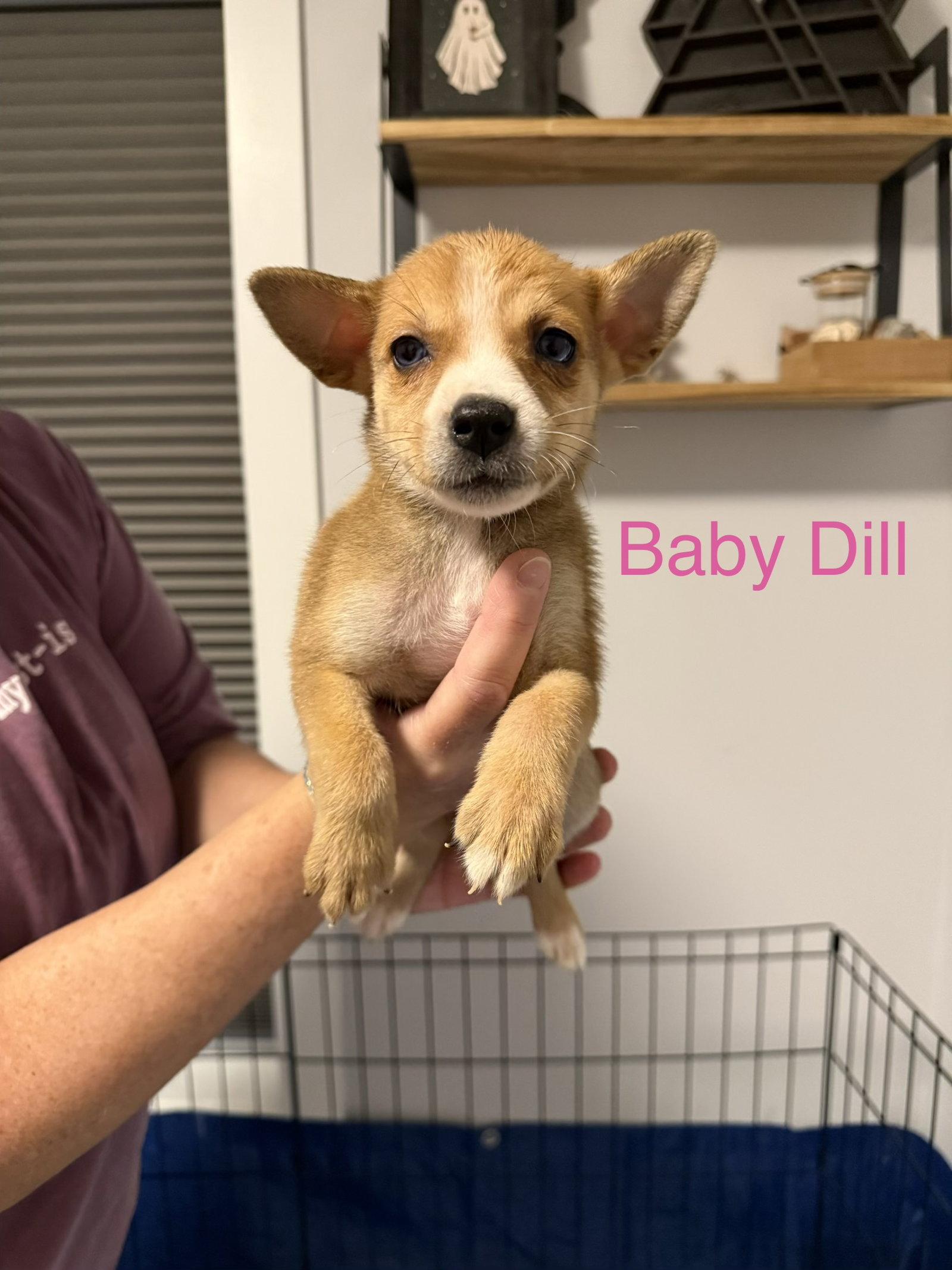 Baby Dill, a Adoptable mixed breed in Duluth, MN image 1/3