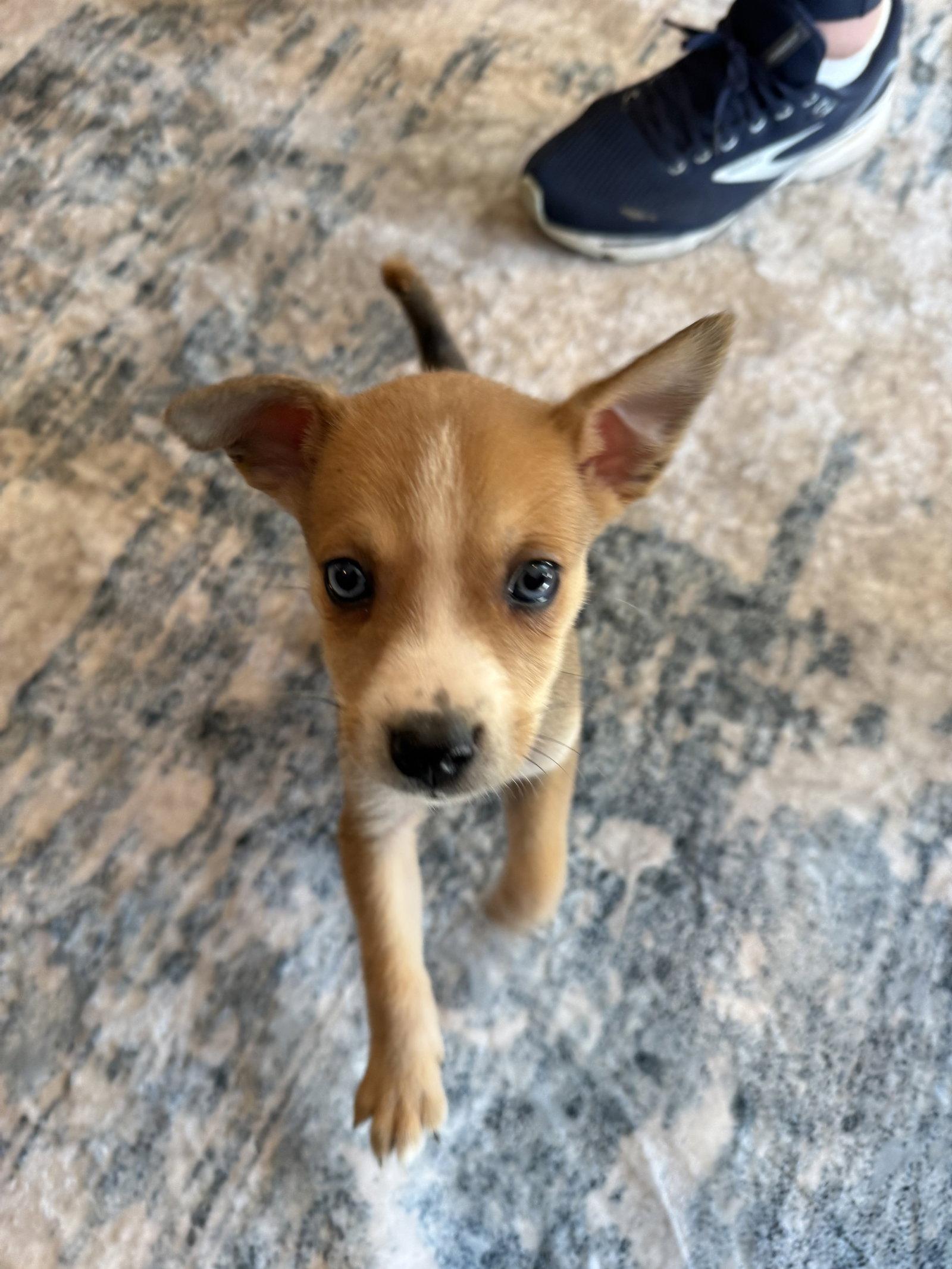 Baby Dill, a Adoptable mixed breed in Duluth, MN image 2/3