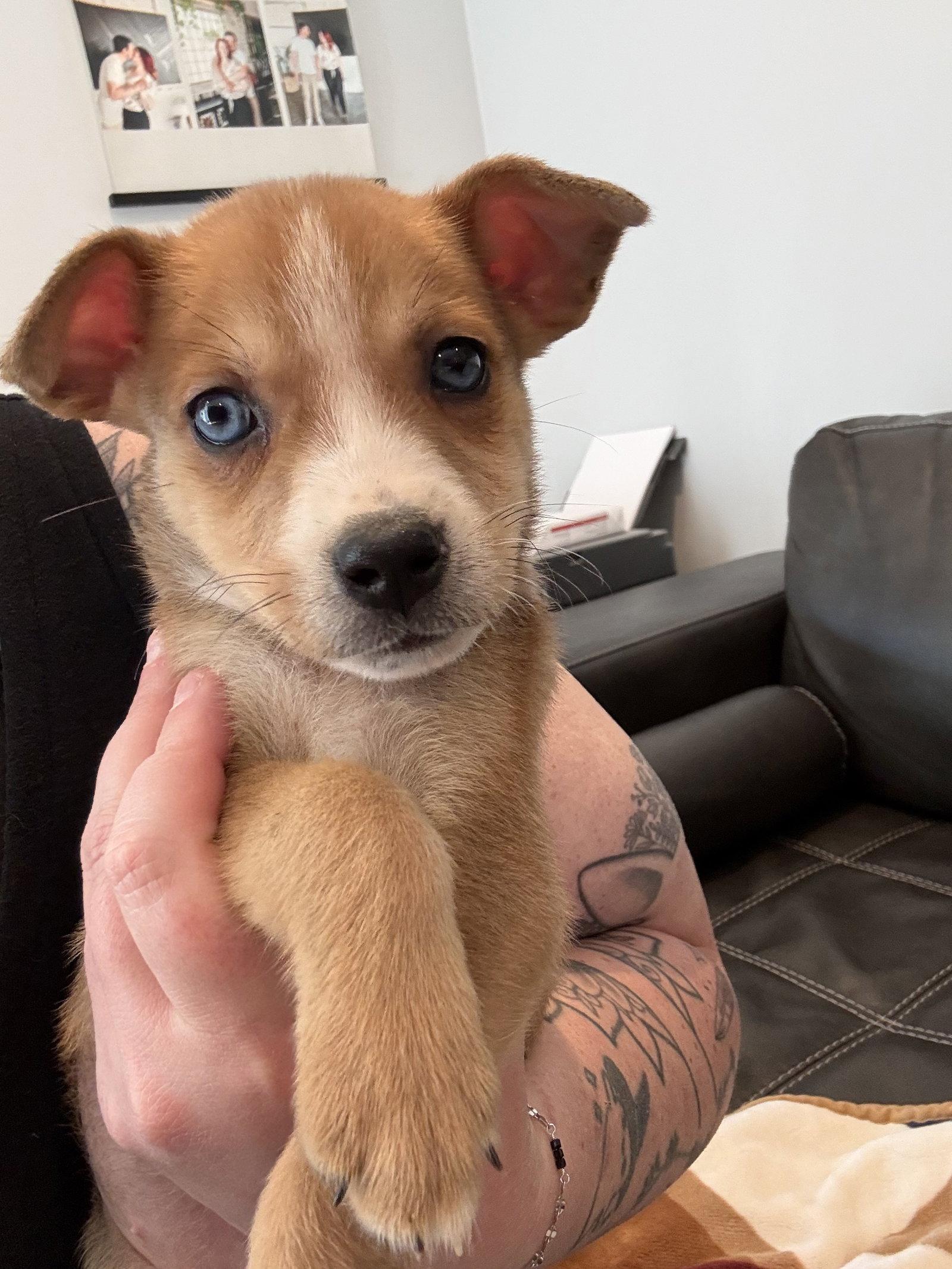 Baby Dill, a Adoptable mixed breed in Duluth, MN image 3/3