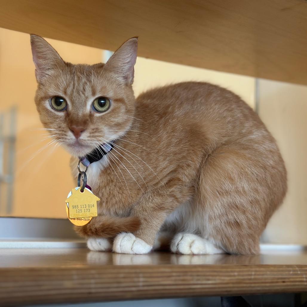 D47117 Organelle, Adoptable, Adult Female Domestic Short Hair.