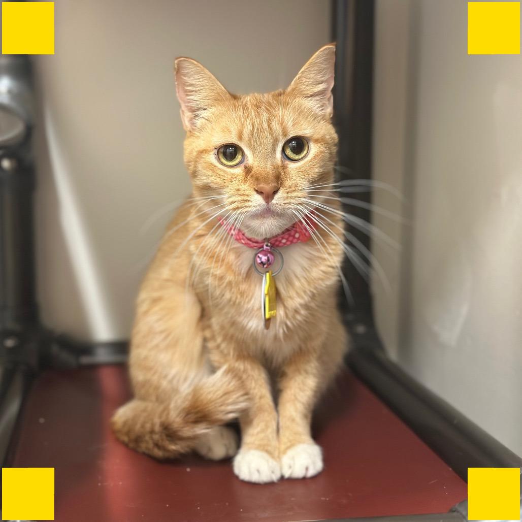 Enlarge D47117 Organelle, a Adoptable Domestic Short Hair in Port Washington, NY image 2/2