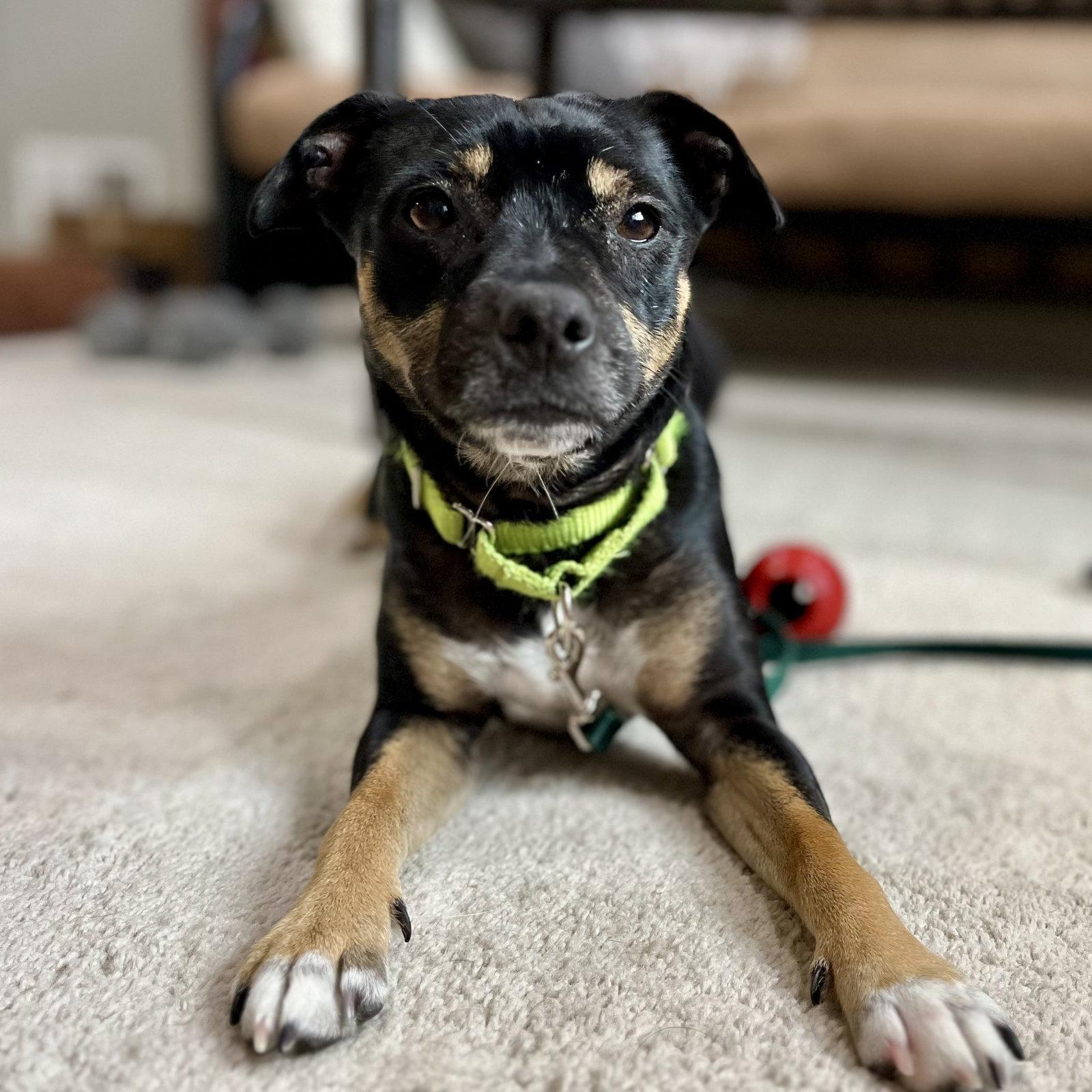 Rally, a Adoptable mixed breed in Whitehall, PA image 1/3