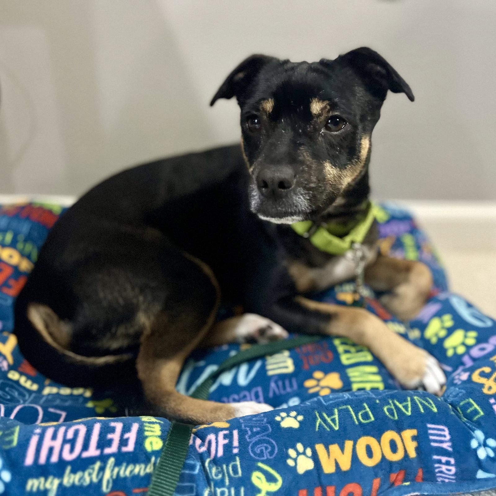 Rally, a Adoptable mixed breed in Whitehall, PA image 2/3
