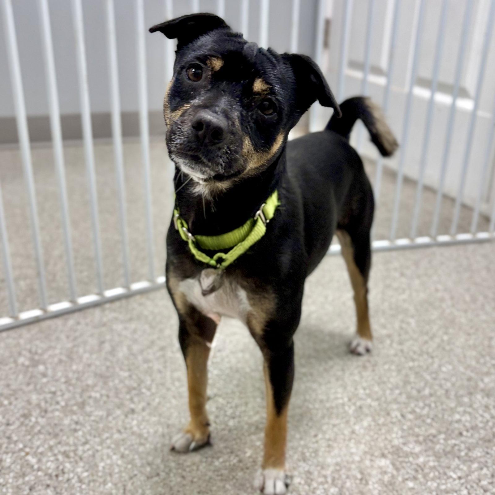 Rally, a Adoptable mixed breed in Whitehall, PA image 3/3