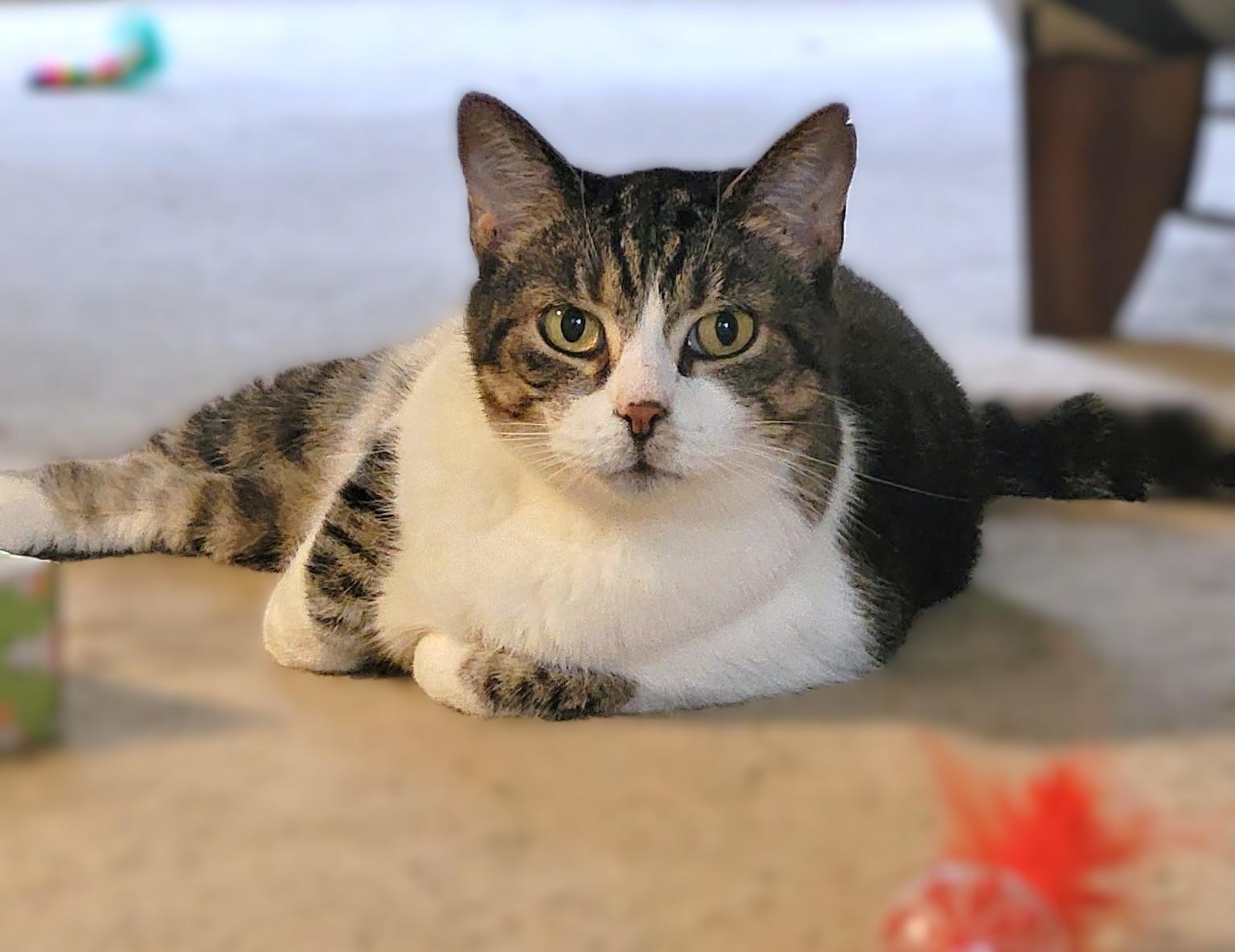 Enlarge Zeva, a ADOPTABLE Tabby in New Albany, OH image 2/2