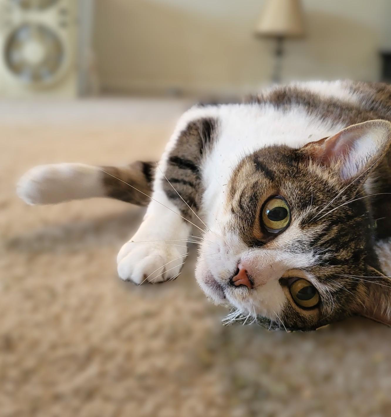 Zeva, ADOPTABLE, Adult Female Tabby.