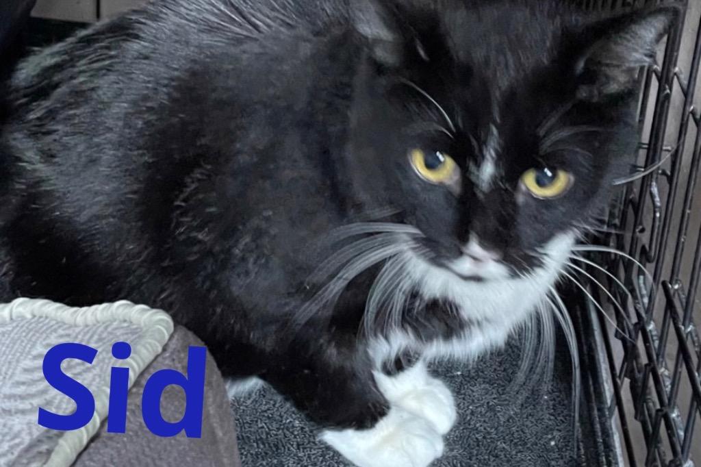 Enlarge SID, a Adoptable Domestic Short Hair in Muskegon, MI image 1/6