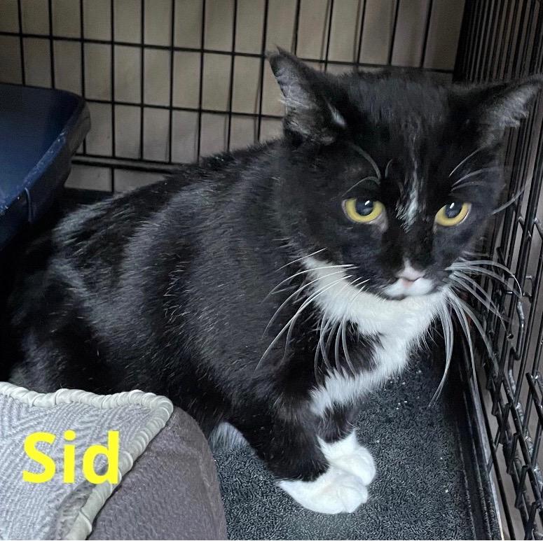Enlarge SID, a Adoptable Domestic Short Hair in Muskegon, MI image 2/6