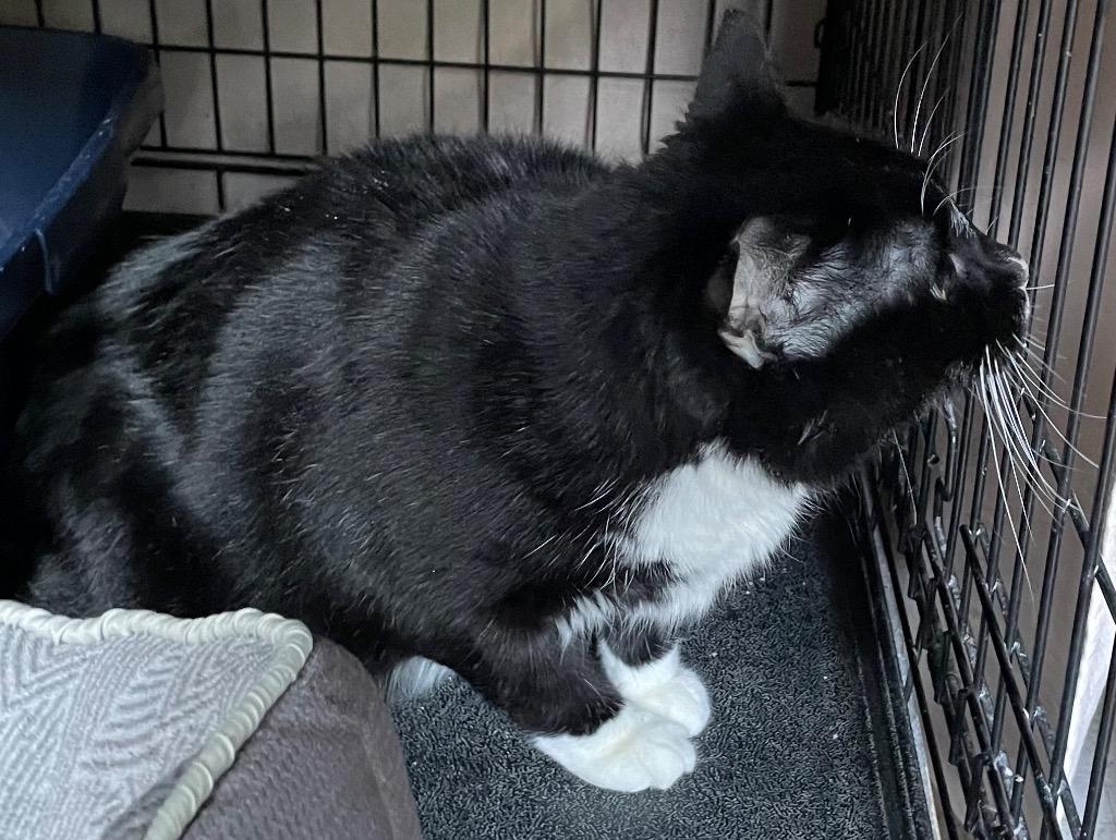 Enlarge SID, a Adoptable Domestic Short Hair in Muskegon, MI image 3/6