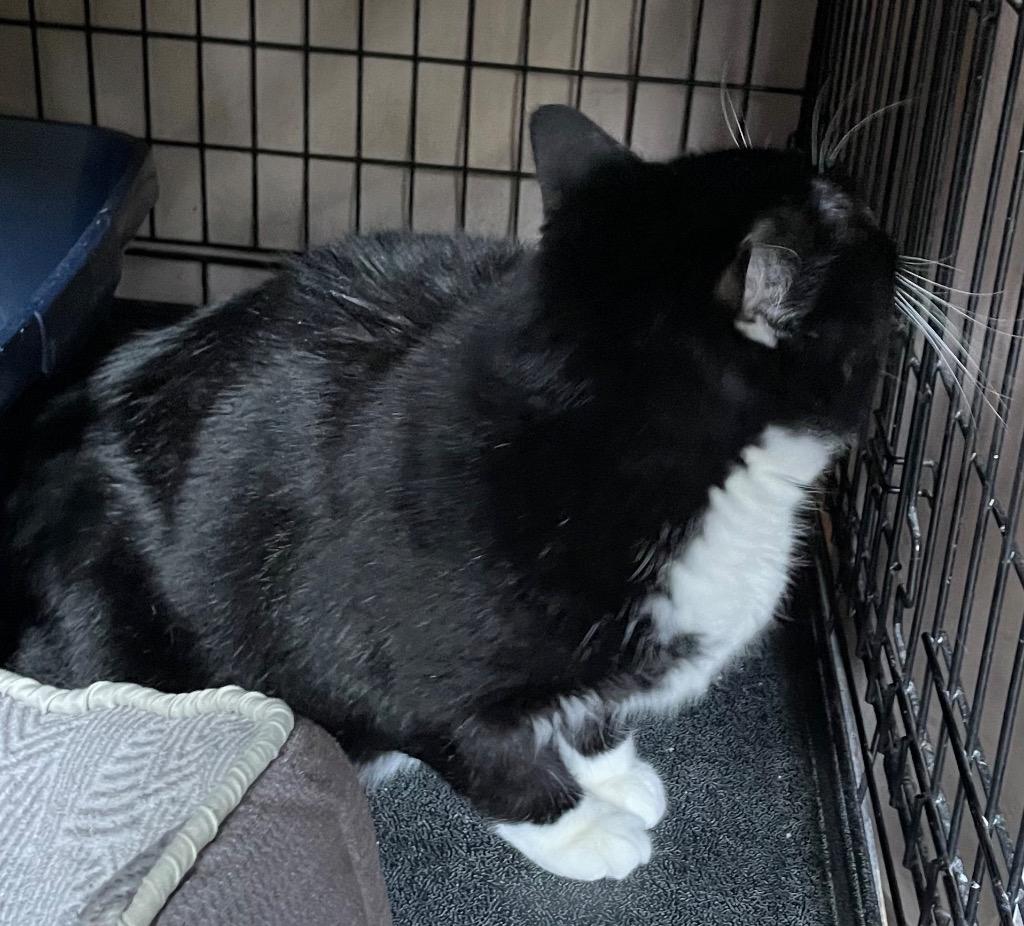 Enlarge SID, a Adoptable Domestic Short Hair in Muskegon, MI image 4/6