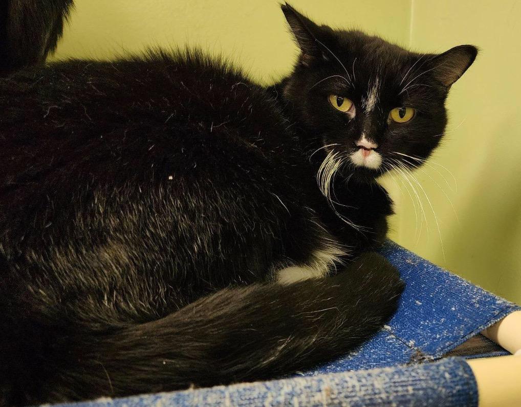 Enlarge SID, a Adoptable Domestic Short Hair in Muskegon, MI image 5/6