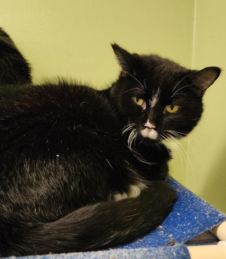 Enlarge SID, a Adoptable Domestic Short Hair in Muskegon, MI image 6/6