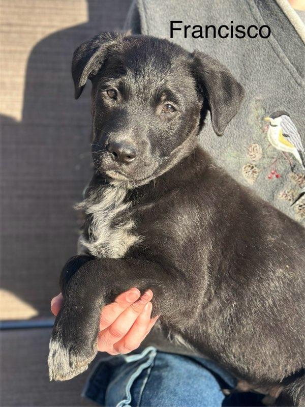 Francisco, ADOPTABLE, Puppy Male Retriever.