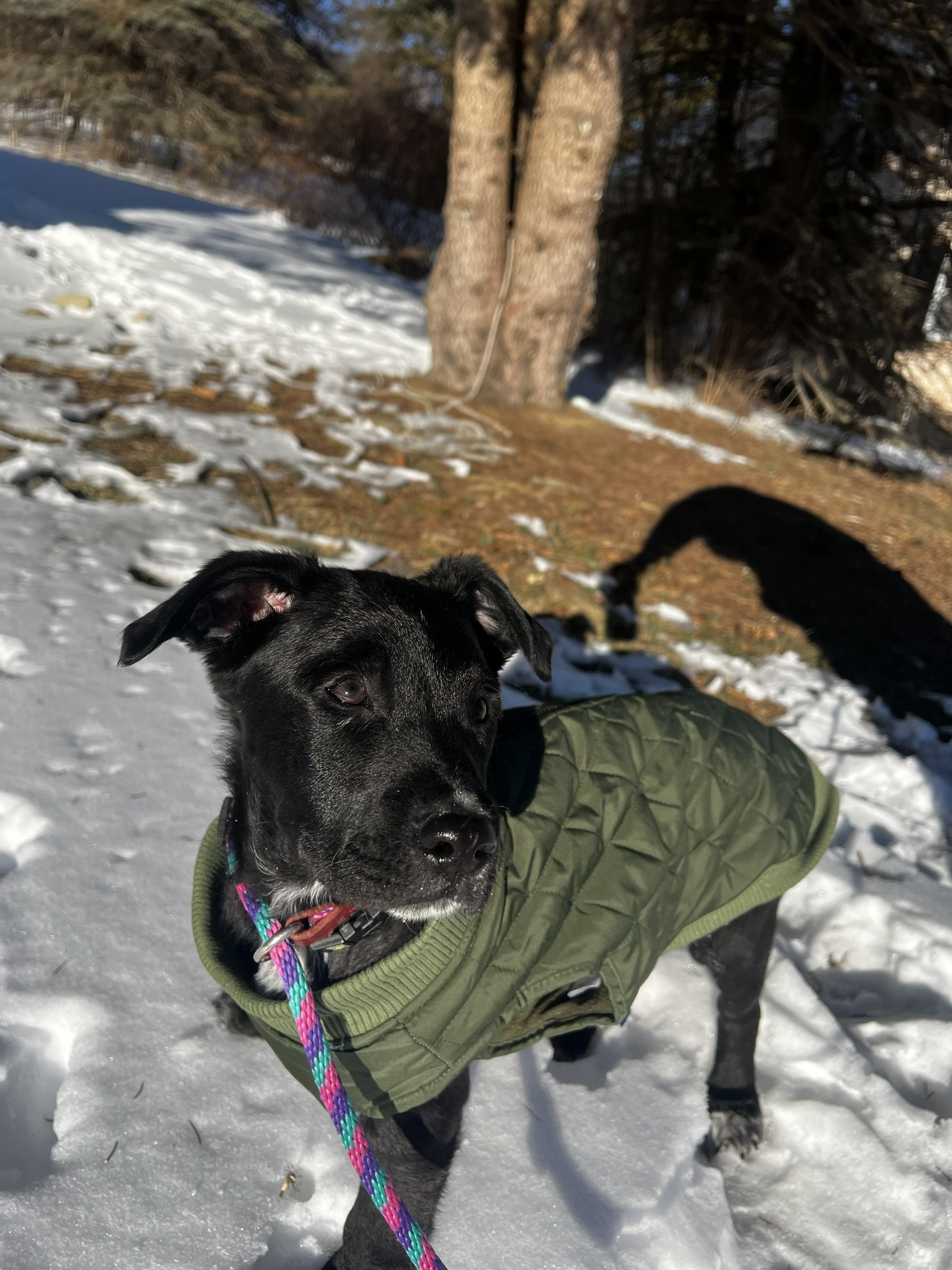 Francisco, an adopted mixed breed in South Portland, ME image 4/6