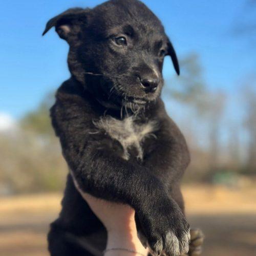 Francisco, ADOPTABLE, Puppy Male Retriever.