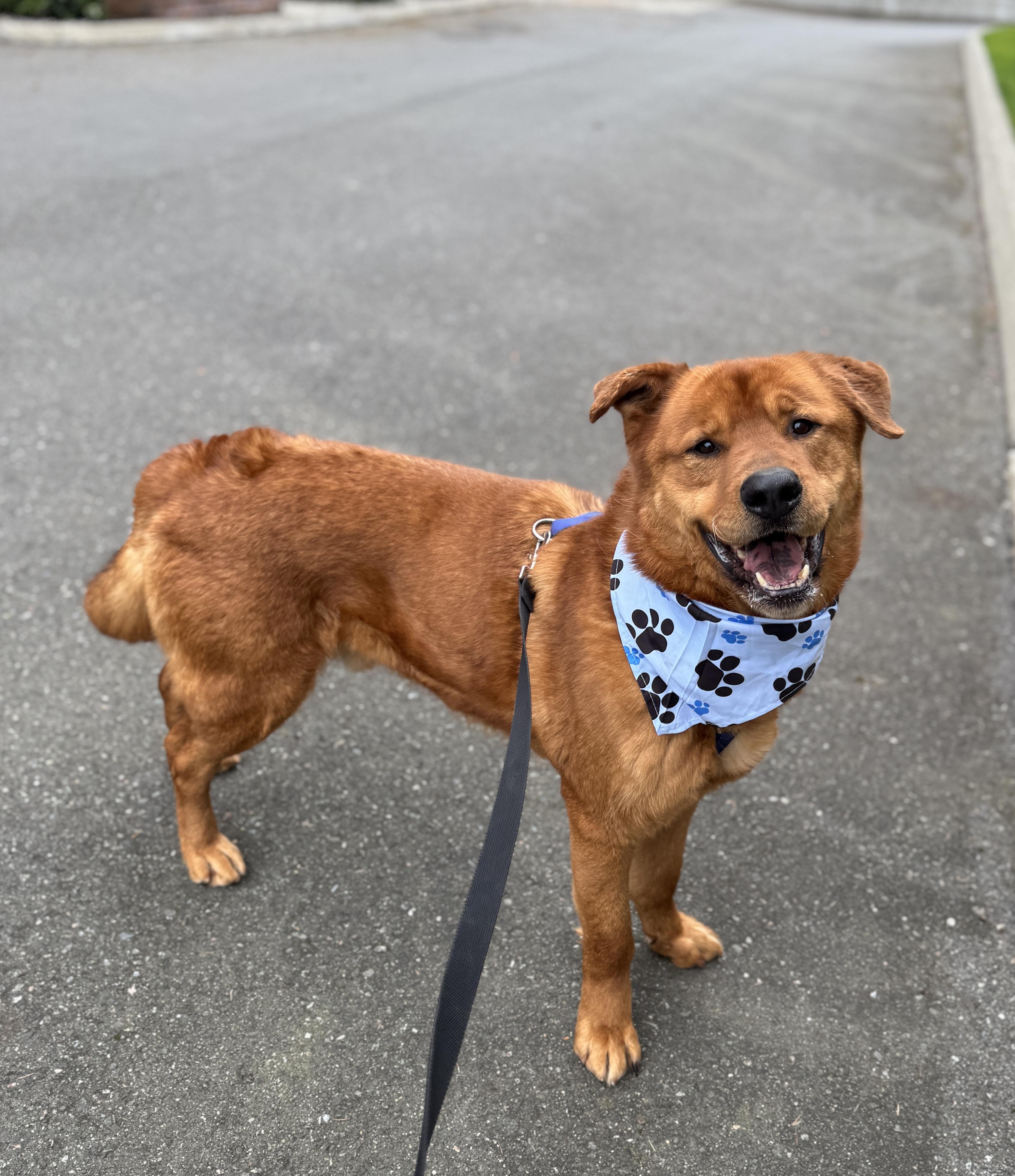 Enlarge Goliath, a Adoptable mixed breed in lynnwood , WA image 6/6