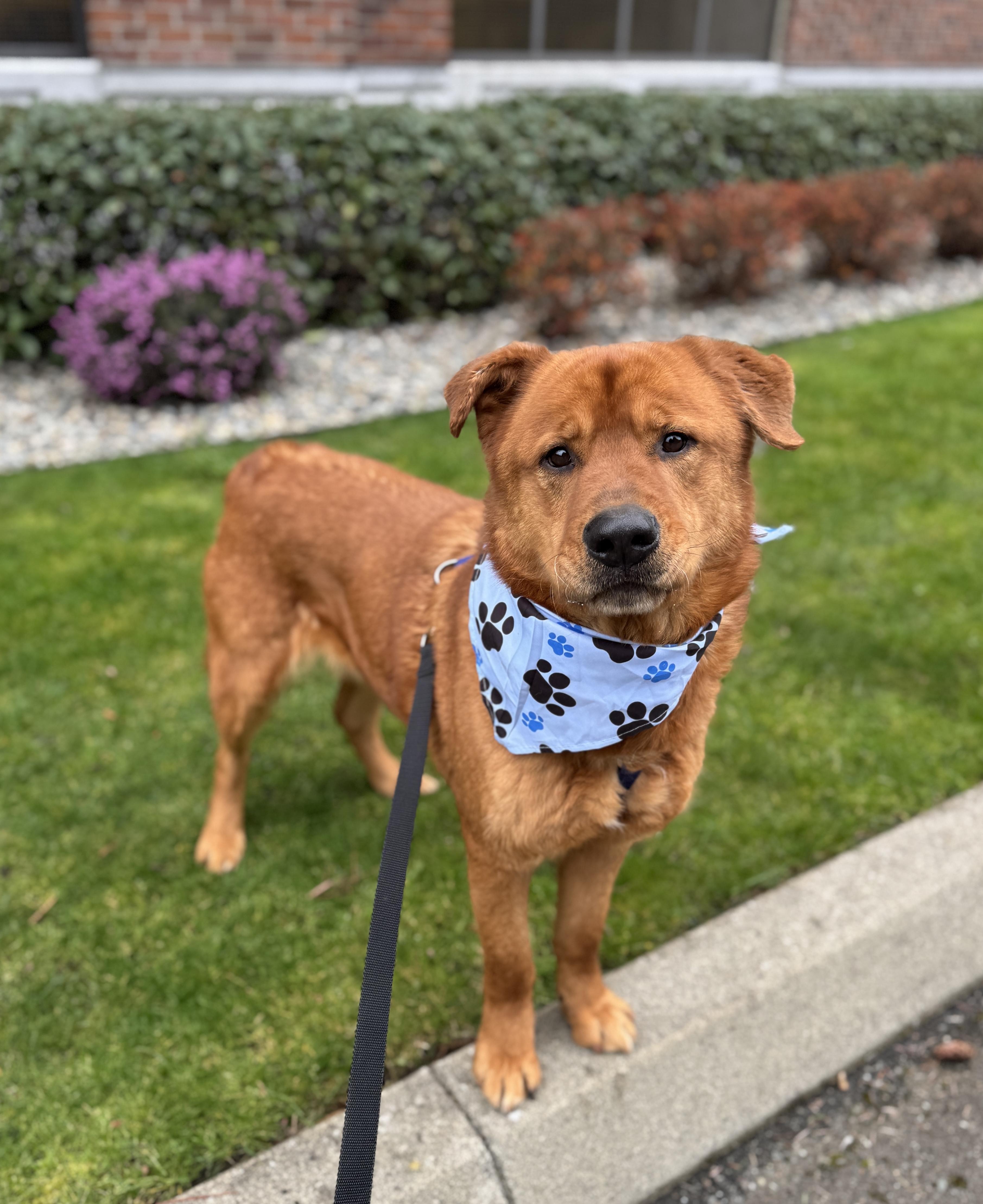 Enlarge Goliath, a Adoptable mixed breed in lynnwood , WA image 4/6