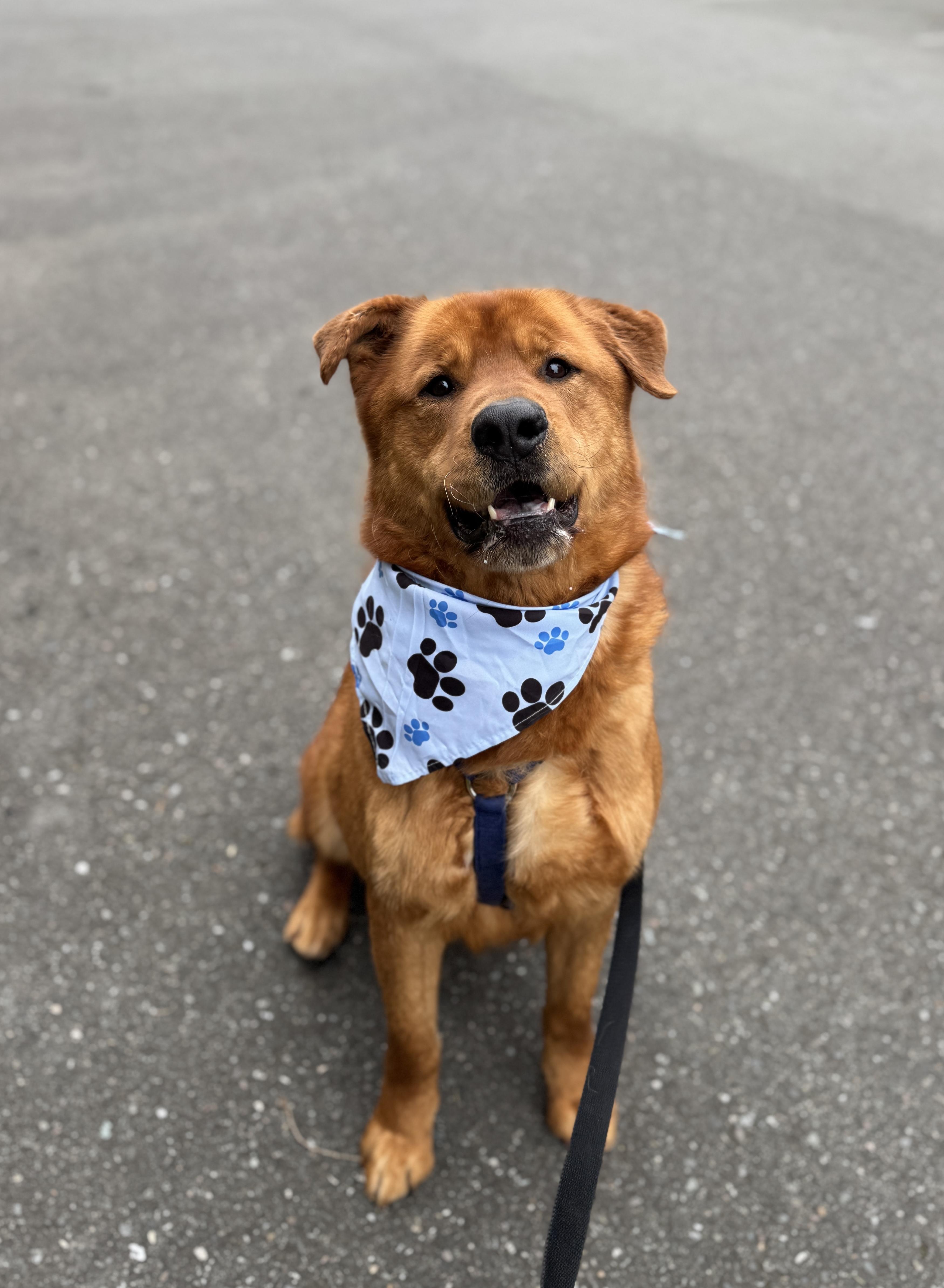 Enlarge Goliath, a Adoptable mixed breed in lynnwood , WA image 3/6
