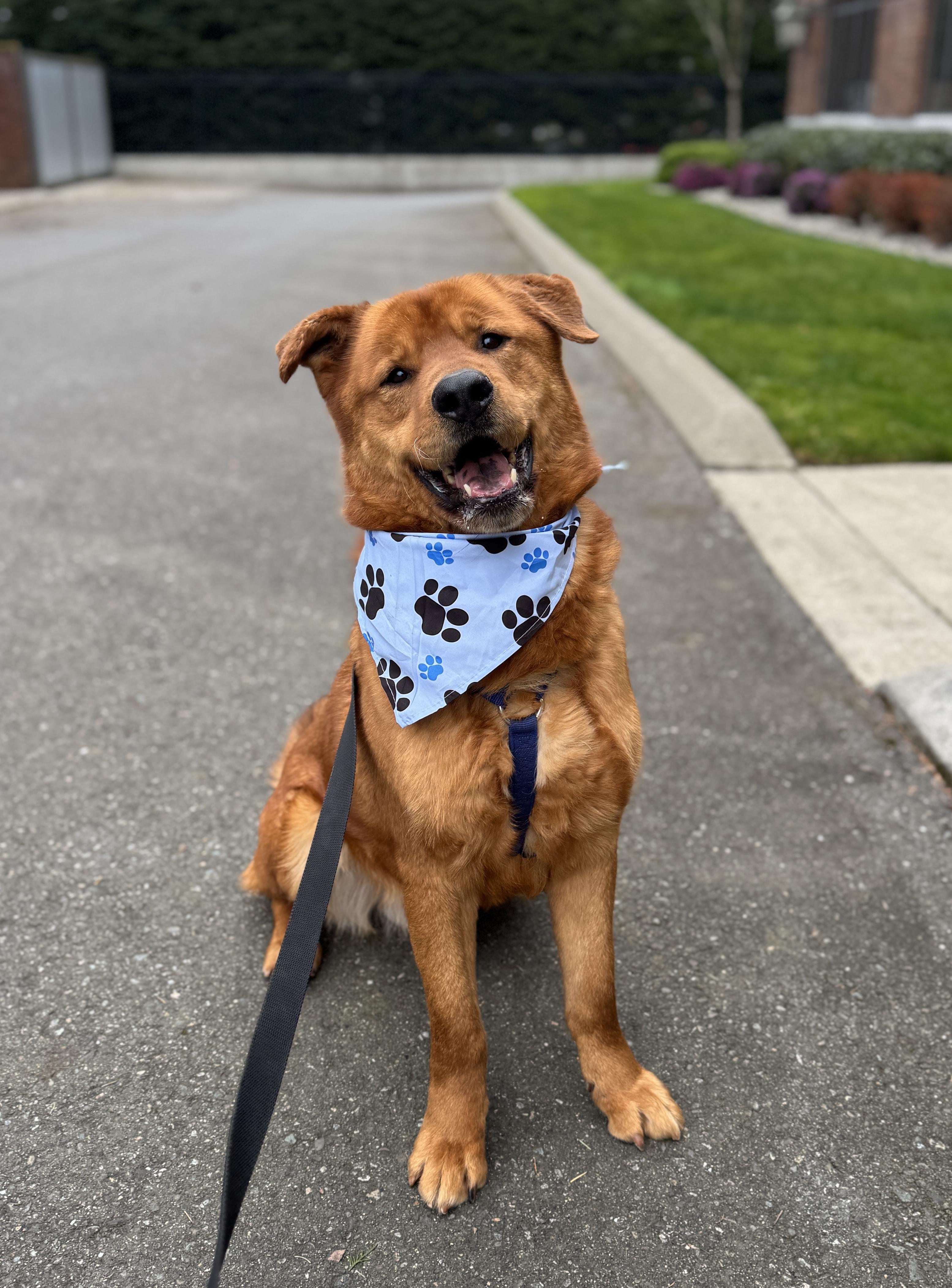 Enlarge Goliath, a Adoptable mixed breed in lynnwood , WA image 2/6