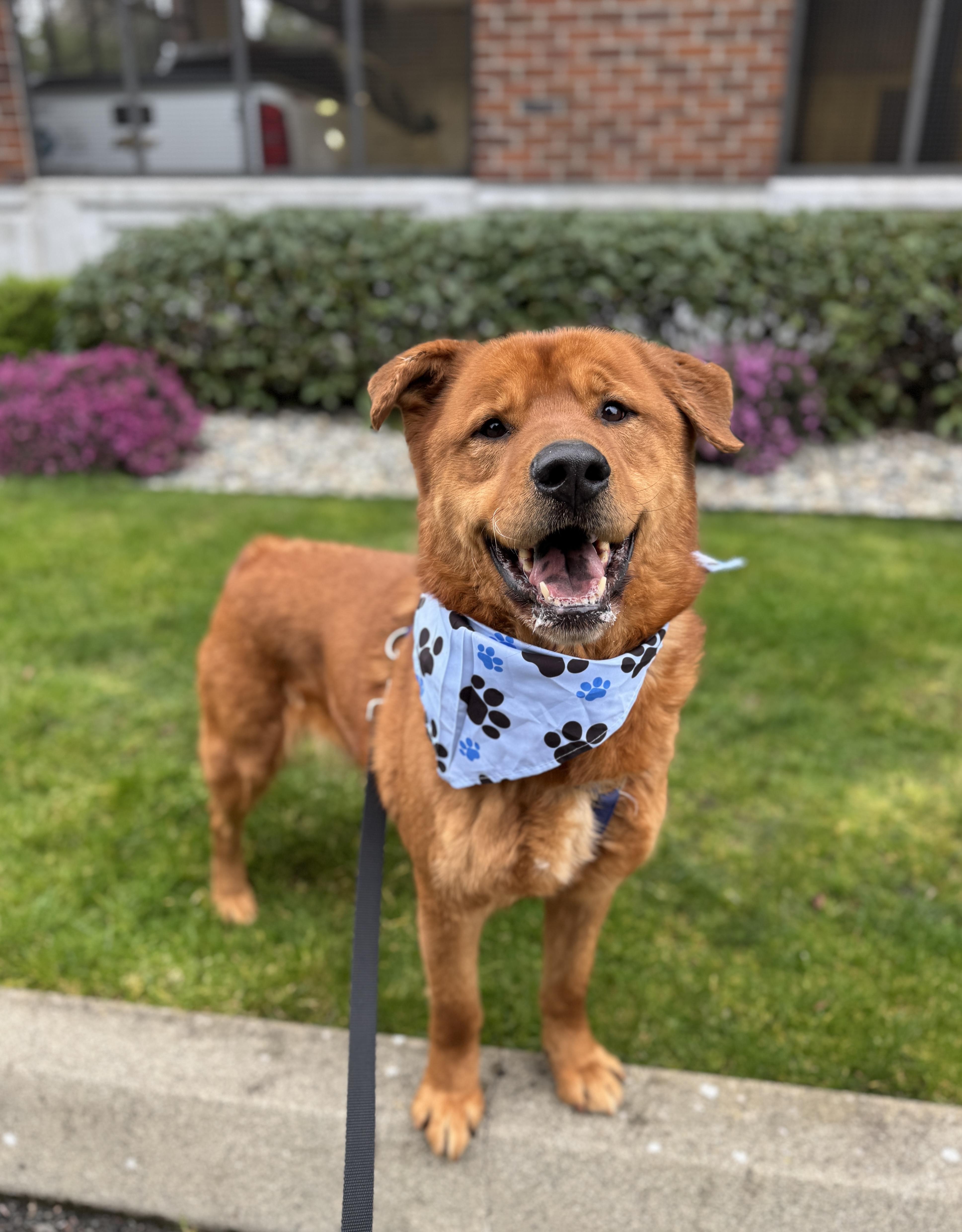 Goliath, Adoptable, Adult Male Labrador Retriever & Chow Chow.