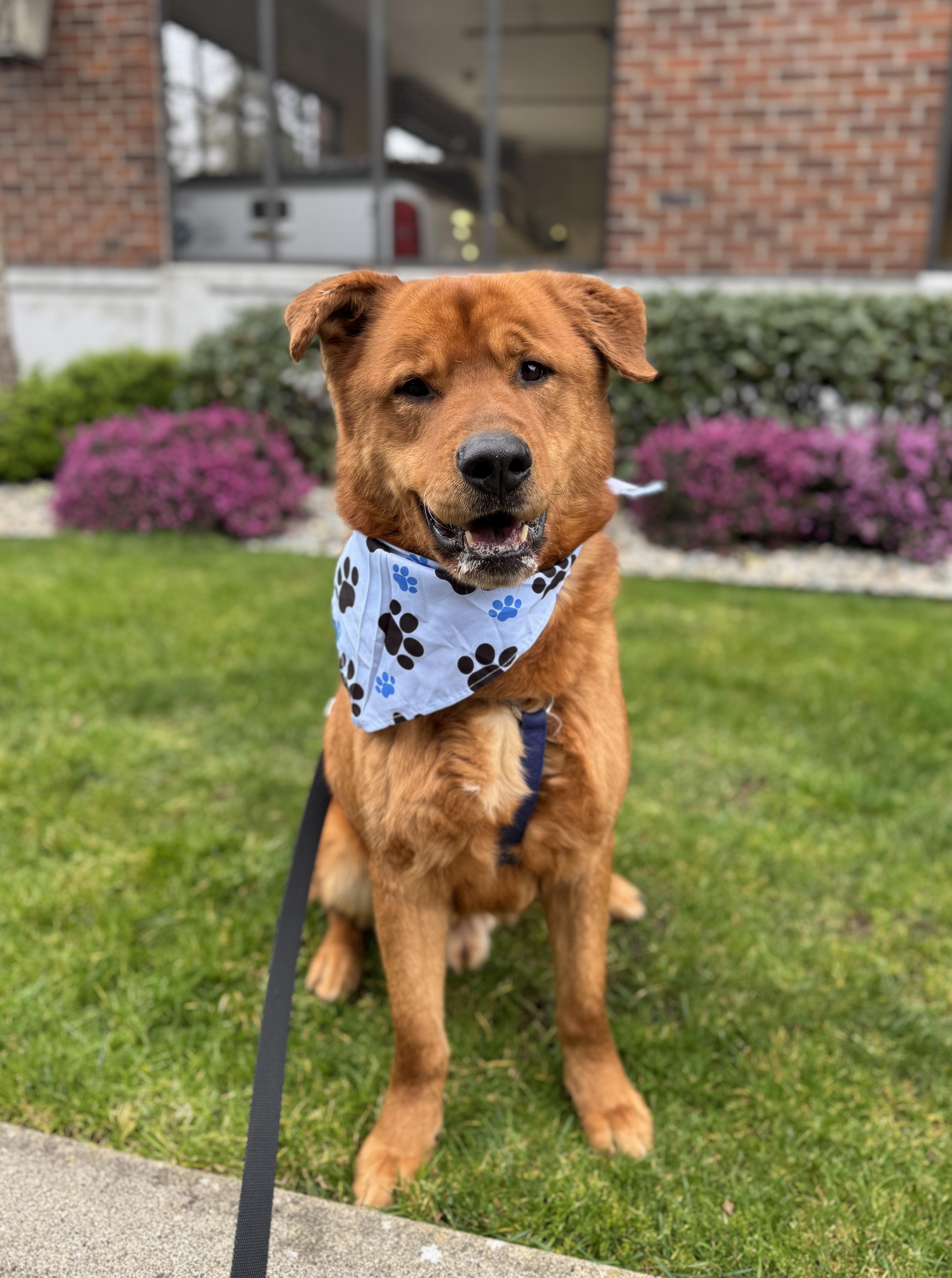 Enlarge Goliath, a Adoptable mixed breed in lynnwood , WA image 5/6