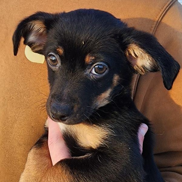 Audi, Adoptable, Puppy Male Dachshund.