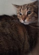 Enlarge Marley, a ADOPTABLE Domestic Short Hair in Waterdown, ON image 1/1