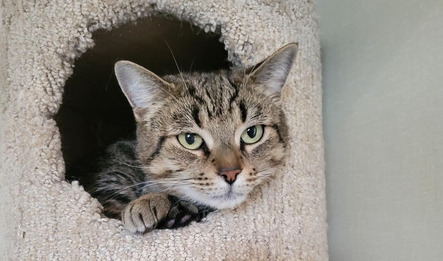 Marley, ADOPTABLE, Adult Female Domestic Short Hair.