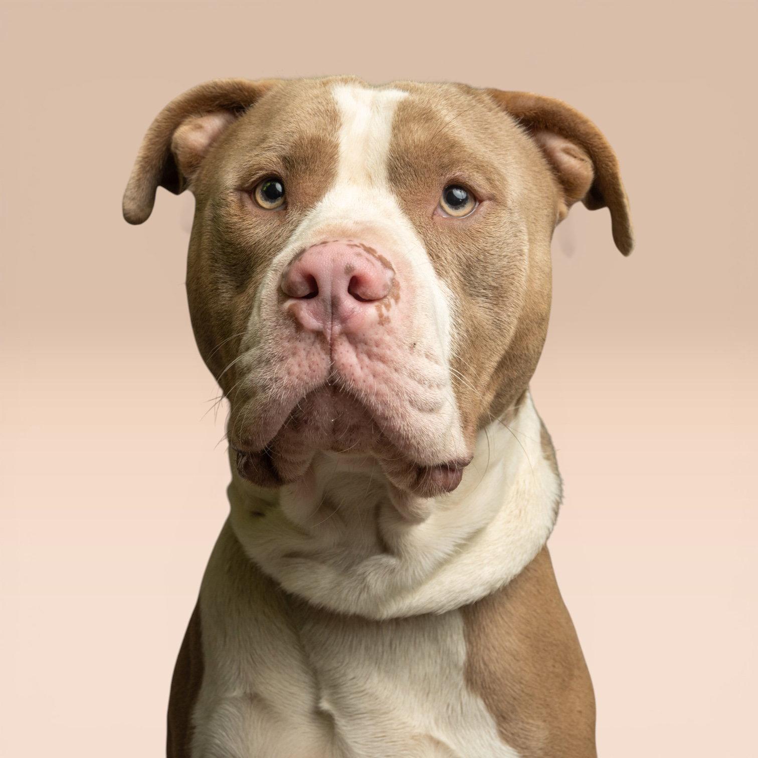 Kermit, Adoptable, Adult Male Pit Bull Terrier.