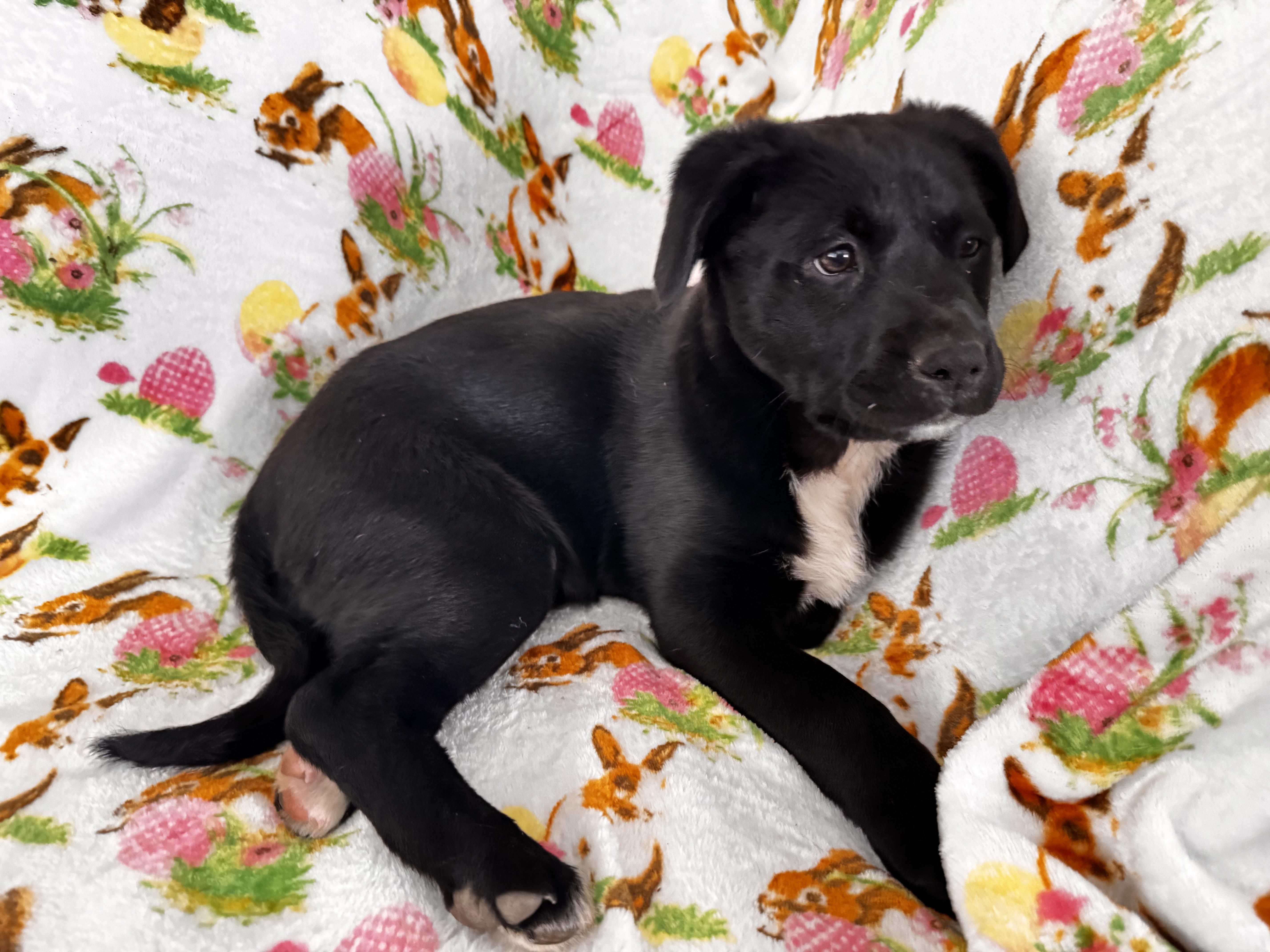 Enlarge Tilly, a ADOPTABLE mixed breed in Danielsville, GA image 2/2