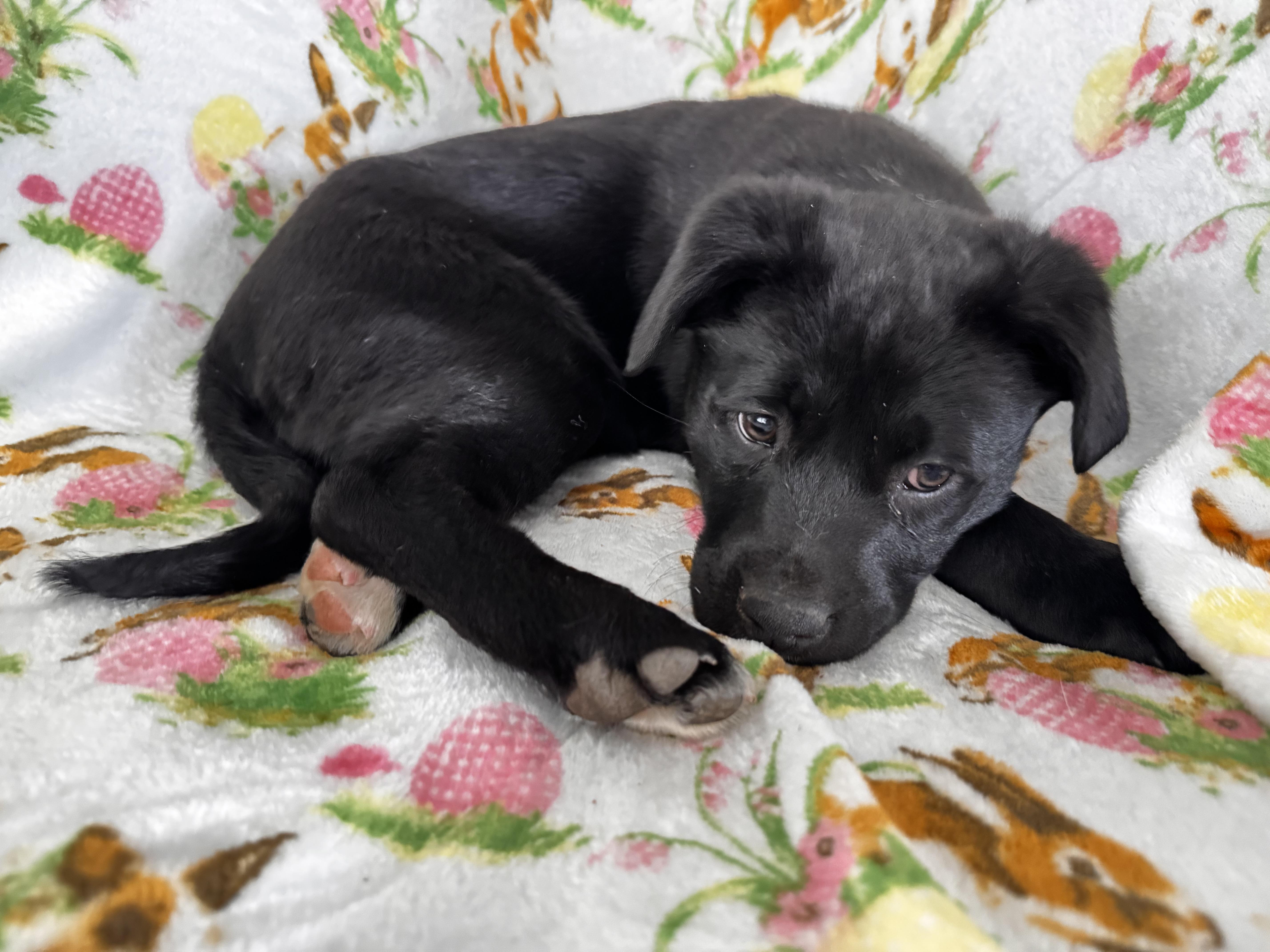 Enlarge Tilly, a ADOPTABLE mixed breed in Danielsville, GA image 1/2