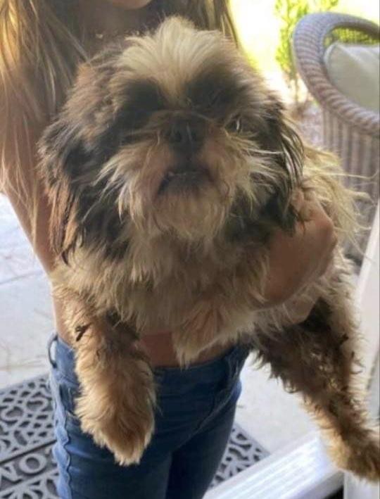 Enlarge Levi - Never Got Dog, a Adopted Shih Tzu in Baytown, TX image 1/1