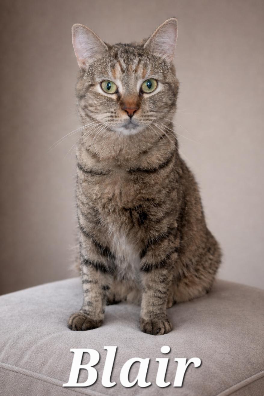 Enlarge Blair, a ADOPTABLE Tabby in Monroeville, PA image 1/1